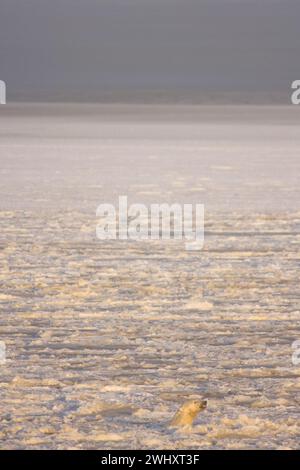 Eisbär, Ursus maritimus, erwachsener Mann schwimmt im neu gebildeten Packeis Beaufort Sea Arctic Ocean 1002 Area of the Anwr, Alaska Stockfoto