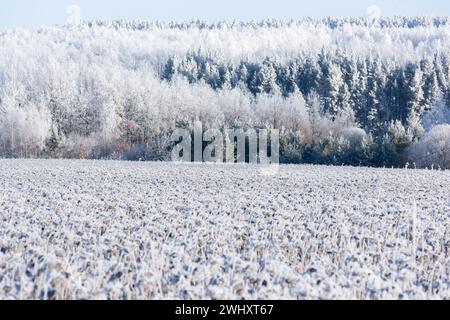 Ein Wald mit Kiefern und einem Feld mit Sonnenblumen in der Frostlandschaft Stockfoto