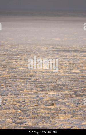 Eisbär, Ursus maritimus, erwachsener Mann schwimmt im neu gebildeten Packeis Beaufort Sea Arctic Ocean 1002 Area of the Anwr, Alaska Stockfoto