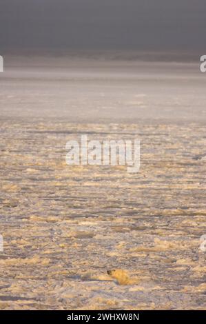 Eisbär, Ursus maritimus, erwachsener Mann schwimmt im neu gebildeten Packeis Beaufort Sea Arctic Ocean 1002 Area of the Anwr, Alaska Stockfoto