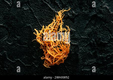 Irisches Meeresmoos. Chondrus Crispus, gesunde Bio-Algen, eine Nahaufnahme Stockfoto