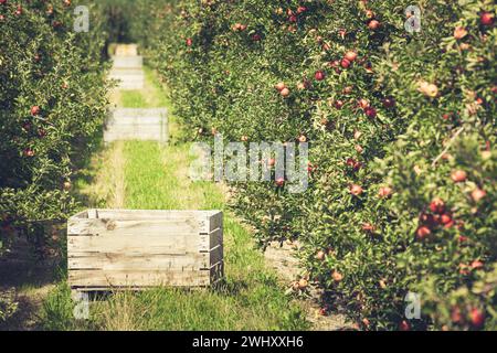 Apfelgarten voller reifender roter Früchte Stockfoto