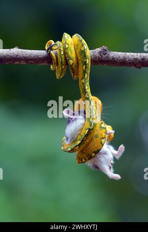 Python fängt eine Beute auf einem Baum Stockfoto