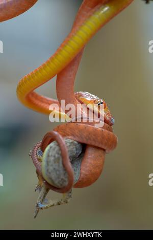 Die rote Boiga-Schlange fängt eine Beute Stockfoto