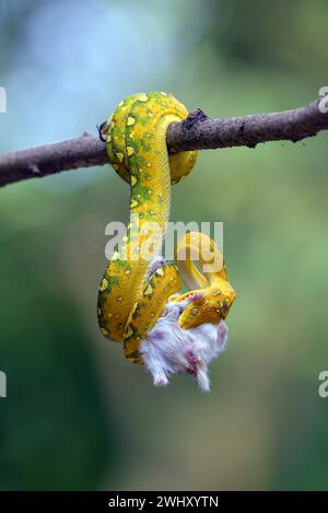Python fängt eine Beute auf einem Baum Stockfoto