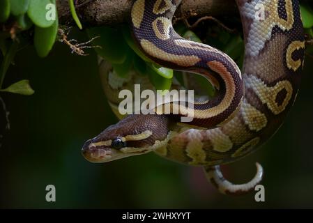 Kugelpython auf einem Baum Stockfoto