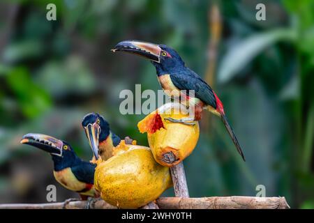 Aracari mit Kragen, Pteroglossus torquatus. Ein Vogel aus der Tukan-Familie. Tortuguero, Tierwelt und Vogelbeobachtung in Costa Rica. Stockfoto