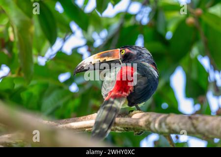 Aracari mit Kragen, Pteroglossus torquatus. Ein Vogel aus der Tukan-Familie. Tortuguero, Tierwelt und Vogelbeobachtung in Costa Rica. Stockfoto