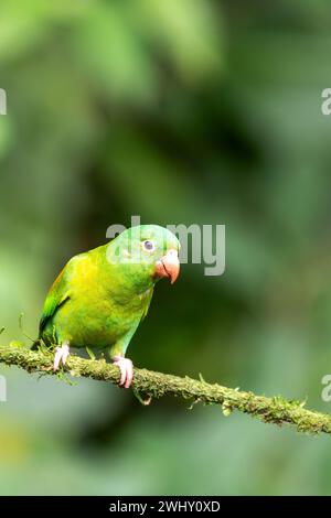 Kleiner grüner Papagei Tirika tovi - Brotogeris jugularis, Tirika tovi. La Fortuna, Vulkan Arenal, Costa Rica. Stockfoto