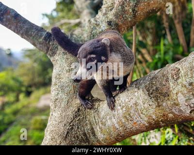 Weißnasen-Coati, Nasua narica, bekannt als Coatimundi. Berge von Santa Elena, Costa Rica Tierwelt Stockfoto