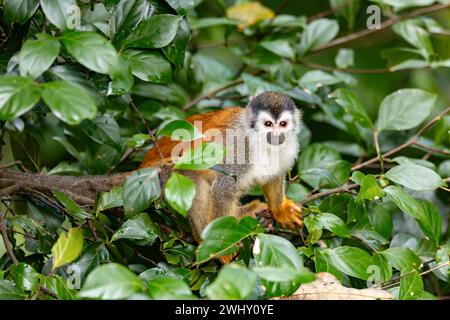 Zentralamerikanischer Eichhörnchen-Affe, Saimiri oerstedii, Quepos, Costa Rica Tierwelt Stockfoto