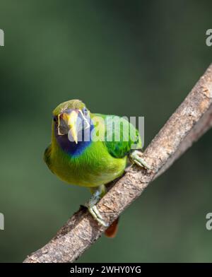 Smaragdtukanet (Aulacorhynchus prasinus), San Gerardo, Costa Rica Stockfoto