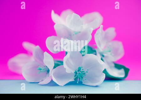 Apfelblüten über verschwommenem Hintergrund Stockfoto
