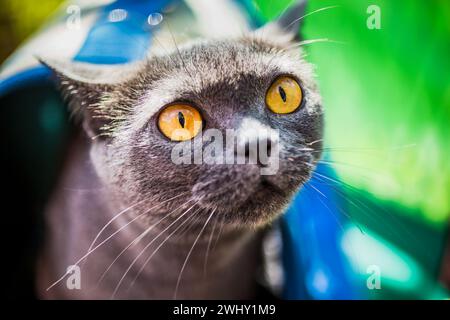 Porträt einer britischen Kurzhaar-grauen Katze Stockfoto