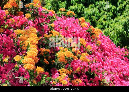 Entzückende dichte Bougainvillea Stockfoto