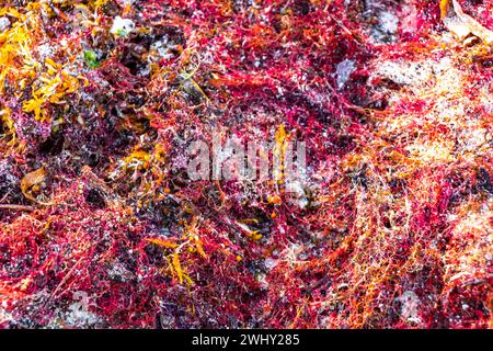 Verschiedene Arten von Seegrasgras Unkraut Algen auf Strandsand am Wasser in Playa del Carmen Quintana Roo Mexiko. Stockfoto