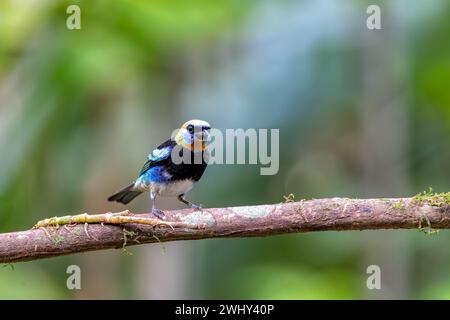 Tanager mit goldener Kapuze, Stilpnia larvata, La Fortuna, La Fortuna, Vulkan Arenal, Costa Rica Wildlife Stockfoto