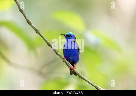 Roter Honigkriecher, Cyanerpes cyaneus, La Fortuna, Vulkan Arenal, Costa Rica Wildlife Stockfoto