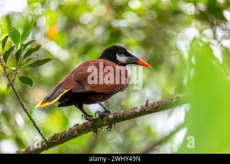 Montezuma Oropendola - Psarocolius montezuma, La Fortuna, Vulkan Arenal, Costa Rica Wildlife Stockfoto