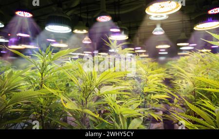 Medizinische Cannabisfarm im Gewächshaus mit Lampen. Stockfoto