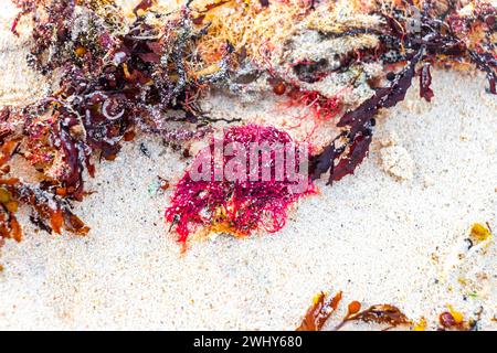 Verschiedene Arten von Seegrasgras Unkraut Algen auf Strandsand am Wasser in Playa del Carmen Quintana Roo Mexiko. Stockfoto