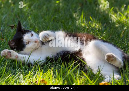 Katze im Rasen Stockfoto