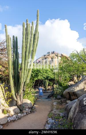 Kaktuspflanzen in den Felsformationen von Casibari, Paradera, Aruba, ABC-Inseln, Leeward Antilles, Karibik Stockfoto