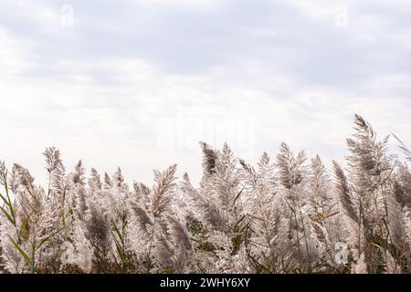 Pampas hohes goldenes Gras vor bewölktem Hintergrundhimmel. Schilf schwingt auf dem Wind Stockfoto