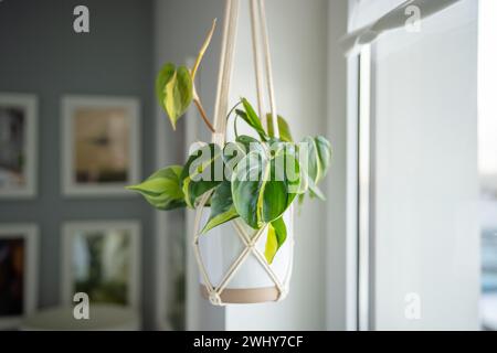 Pflanzen Sie Philodendron Brasil in Keramiktopf, der an Baumwoll-Makramee hängt, neben dem Fenster zu Hause Stockfoto