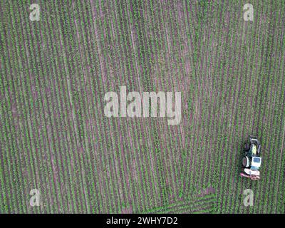 Luftaufnahme eines landwirtschaftlichen Traktors, der bei Sonnenuntergang mit Feldspritze, Herbiziden und Pestiziden auf dem Feld spritzt. Spritzinse für Landmaschinen Stockfoto