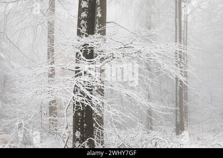 Buchenwald in Nebel und tiefem Schnee Stockfoto