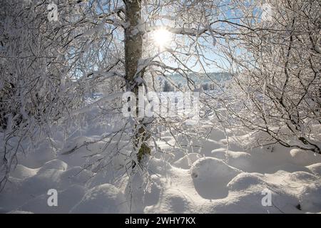 Heller Sonnenschein im Birkenwald Stockfoto