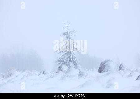 Schöne verschneite Winterlandschaft Stockfoto