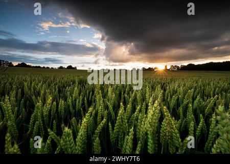 Wunderschöner Sonnenuntergang über dem Weizenfeld Stockfoto