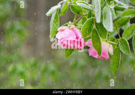 Rosenblume bedeckt mit Eis Stockfoto
