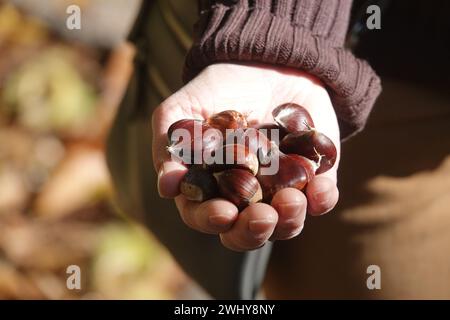 Castanea sativa, Edelkastanie Stockfoto