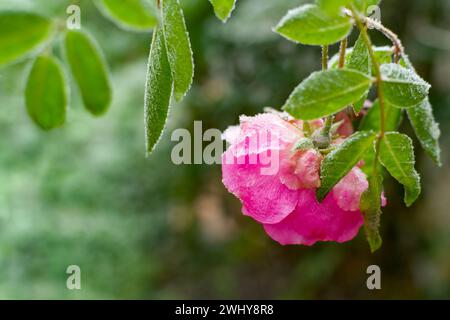 Rosenblume bedeckt mit Frost Stockfoto