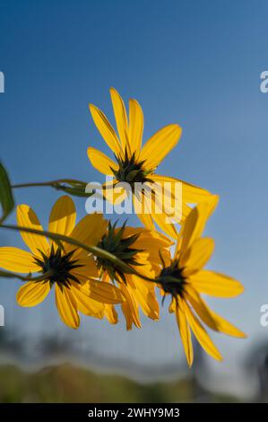 Gelbe Blüten der Jerusalemer Artischocke (Helianthus tuberosus). Blühende Sonnenwurzel, Sonnenblume, Wildblumenblume, Topinambur oder Erdapfel. Stockfoto