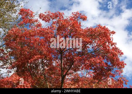 Acer palmatum, japanischer Ahorn, Herbst Stockfoto