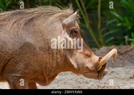 Ein afrikanisches Warzenschwein (Phacochoerus africanus) nach Schlamm. Stockfoto