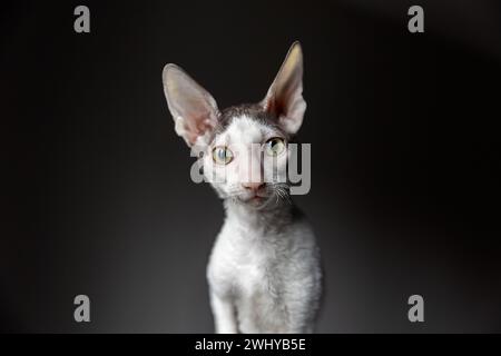 Porträt einer reinrassigen Cornish Rex Katze auf dunklem Hintergrund Stockfoto