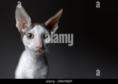 Porträt einer kornischen Rex-Katze auf dunklem Hintergrund Stockfoto