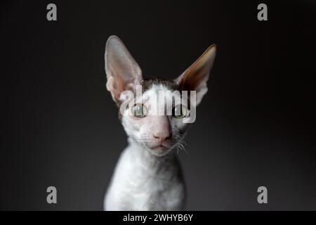 Porträt einer reinrassigen cornish rex Katze auf dunklem Hintergrund Stockfoto