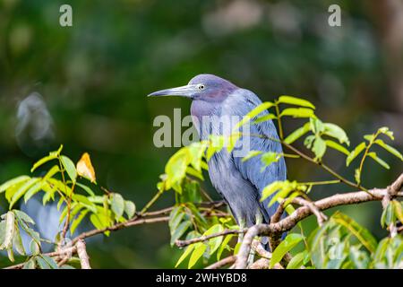 Kleiner blauer Reiher - Egretta caerulea, Tortuguero. Tierwelt und Vogelbeobachtung in Costa Rica. Stockfoto