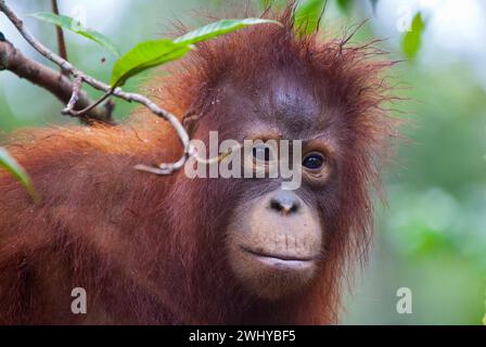Juveniler Orang-Utan im Camp Leakey, Tanjung Puting Nationalpark. Stockfoto