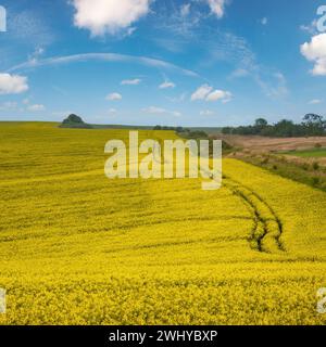 Frühlingsgelb blühende Rapsfelder Stockfoto