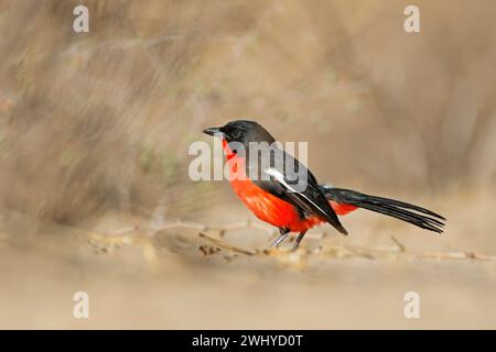 Farbenfroher purpurpurfarbener Krabben (Laniarius atrococcineus), Kalahari-Wüste, Südafrika Stockfoto