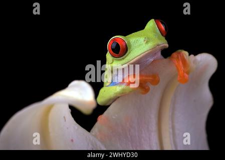 Roter Baumfrosch auf einem Blatt Stockfoto