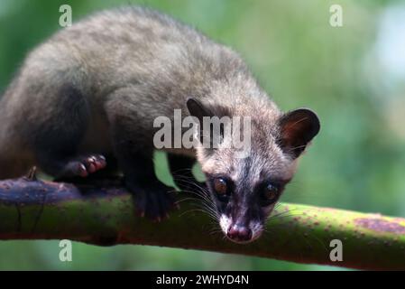 Nahaufnahme der asiatischen Palmencivet Stockfoto