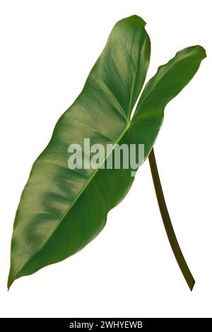 alocasia, auch bekannt als Elefantenohr, tropische Pflanzenblätter mit Herz- oder Pfeilspitzen-Form mit glänzend strukturierter tiefgrüner Farbe, beliebte dekorative Innenräume Stockfoto